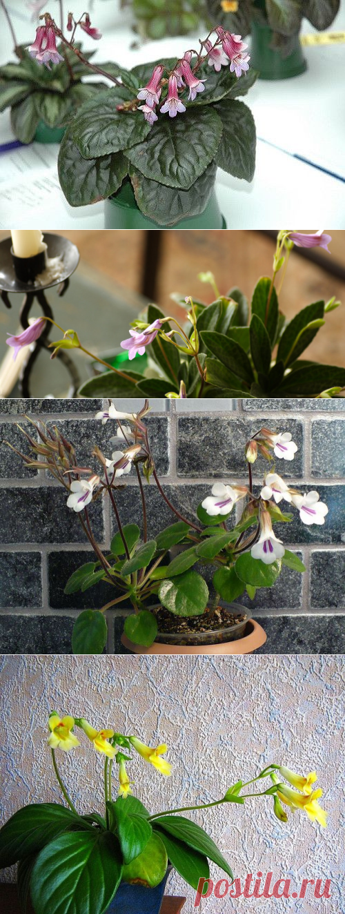 Хирита: фото, советы и рекомендации по уходу | flori-da.ru