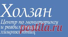 хищные птицы