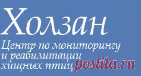 хищные птицы