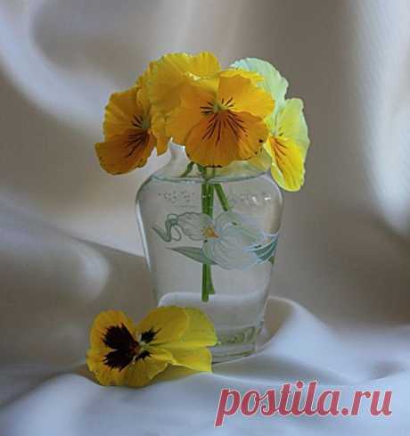 Анютины глазки.