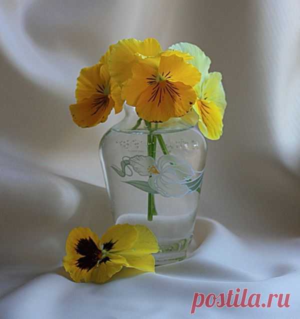 Анютины глазки.