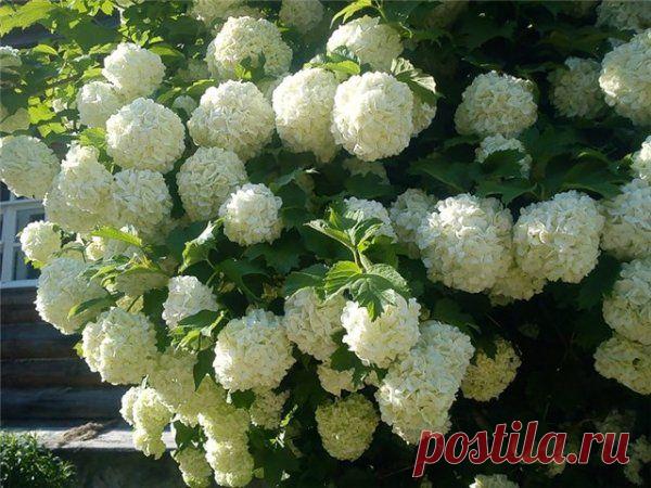 Декоративная калина Бульденеж или просто красавица