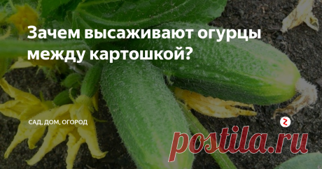 Зачем высаживают огурцы между картошкой? Об этом способе посадки я узнала недавно. Ездила в другой город к родителям, и одна родственница уж больно хвалилась, что сажая огурцы между картошкой, она собирает урожая в полтора-два раза больше, чем при обычной посадке. Нет, про то, что огурцы сажают рядом с кукурузой и подсолнухами я знала, высокие растения защищают огурчики от ветра и служат им опорой, а вот про картошку услышала впервые.
Ре