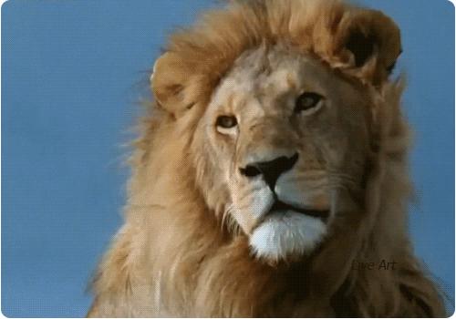 3122da91e33d68dfaab41062c8c8b687.gif (500×350)