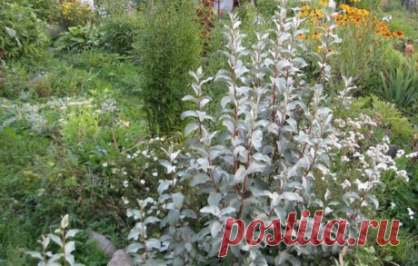 Лох серебристый - северный финик: и красота, и лекарство, и варенье)))