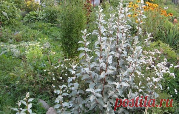 Лох серебристый - северный финик: и красота, и лекарство, и варенье)))
