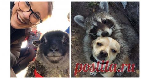 20 свежих и смешных фото животных, которые вызовут улыбку в конце В этот раз наша традиционная подборка получилась максимально насыщеной и разнообразной: тут и привычные кошки с собаками, и гиены, и утки, и кудрявые барашки - представлены улыбатели на самый взыскательный вкус