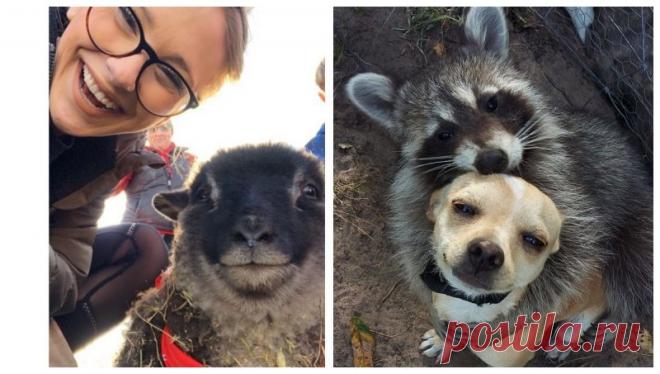 20 свежих и смешных фото животных, которые вызовут улыбку в конце  В этот раз наша традиционная подборка получилась максимально насыщеной и разнообразной: тут и привычные кошки с собаками, и гиены, и утки, и кудрявые барашки - представлены улыбатели на самый взыскательный вкус