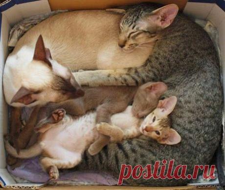 &quot;WebКолорит&quot; - Подарки и сувениры для души и интерьера – Google+