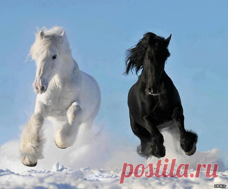 Астрологический прогноз на 2014 год Лошади
Год синей деревянной лошади принесет каждому знаку Зодиака изменения. Гороскоп на 2014 год Лошади расскажет, как избежать неприятностей и подготовиться к неожиданностям. Китайцы утверждают, что год Лошади 2014 будет гораздо спокойнее, чем предыдущий, 2013 год. Новое и продвинутое будет приходить на смену закосневшему и покрывшемуся плесенью. Общий совет: учитесь принимать изменения и пересматривать свои убеждения и привычки