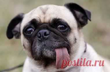 Как выбрать домашнее животное по знаку Зодиака | Гороскоп