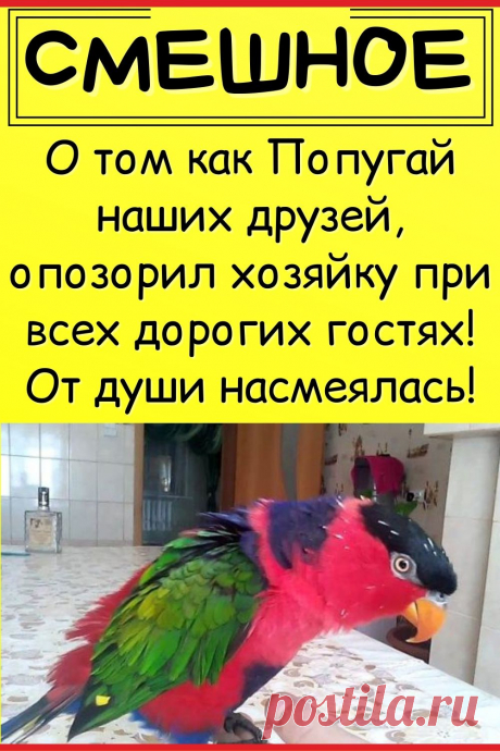 О том как Попугай наших друзей, опозорил хозяйку при всех дорогих гостях! От души насмеялась!