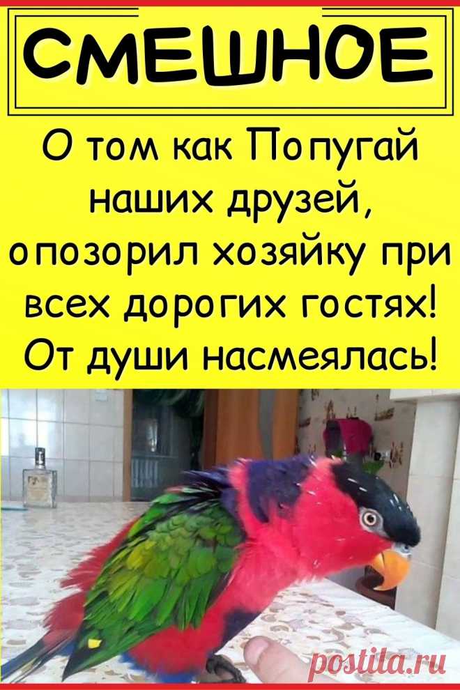 О том как Попугай наших друзей, опозорил хозяйку при всех дорогих гостях! От души насмеялась!