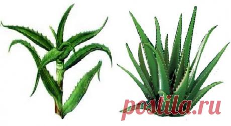 ЧЕМ ОТЛИЧАЮТСЯ СТОЛЕТНИК И АЛОЭ ВЕРА На сегодняшний день выделяют около пятисот разновидностей алоэ. Однако наиболее популярными и востребованными считаются только два вида.
Алоэ вера (агава) и алоэ древовидный (столетник) – это фактически одно и то же растение, отличающиеся друг от друга по внешним признакам.
Так, столетник имеет то