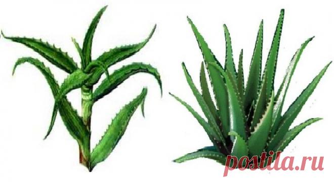 ЧЕМ ОТЛИЧАЮТСЯ СТОЛЕТНИК И АЛОЭ ВЕРА На сегодняшний день выделяют около пятисот разновидностей алоэ. Однако наиболее популярными и востребованными считаются только два вида.
Алоэ вера (агава) и алоэ древовидный (столетник) – это фактически одно и то же растение, отличающиеся друг от друга по внешним признакам.
Так, столетник имеет то