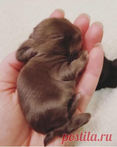 Если вам грустно, посмотрите на эти фотографии животных