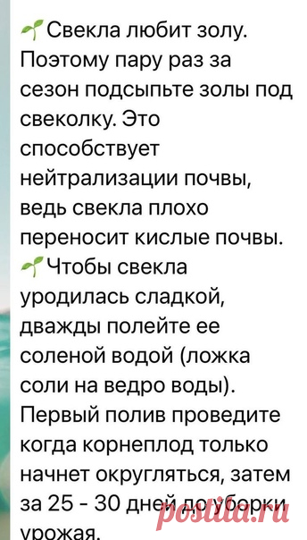 Советы для хорошего роста свеклы! Полезная информация!