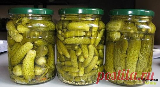Консервирование огурцов холодной водой 
Законсервировать огурцы можно и на даче с использованием только холодной воды, такой способ консервации занимает намного меньше времени. Получаются огурцы хрустящими в меру солеными, так как чистая вода забирает лишнюю соль. Рассол с огурцов очень вкусен, его можно использовать для приготовления рассольника. Хранить огурцы, консервированные холодным способом, можно до трех лет в шкафу городской квартиры. В подробном рецепте указаны продукты для приготовле