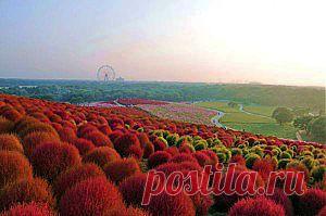 Японский  цветов «Hitachi Seaside Park»