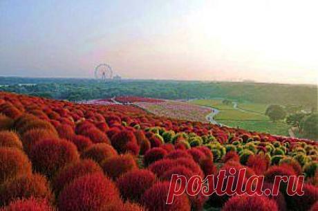 Японский  цветов «Hitachi Seaside Park»