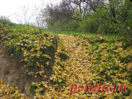 золотая тропа