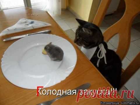 галерея фотоприколов