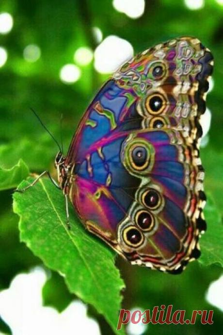 Fantástico Natureza,linda!!!