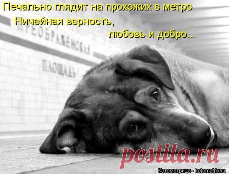 Котоматрица: Круть