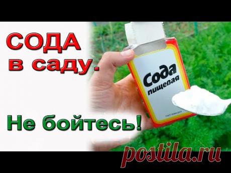 СОДА для томатов и яблонь. Подробно.