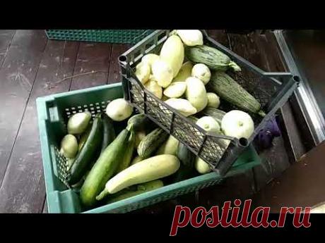 Квашеные кабачки, патиссоны, огурцы. Ферментированные продукты.