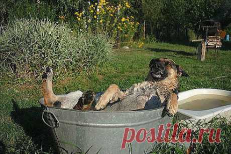 -Шарик!.......Чо?........Фас!.......Щас!   :-)