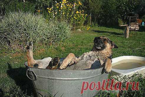 -Шарик!.......Чо?........Фас!.......Щас!   :-)