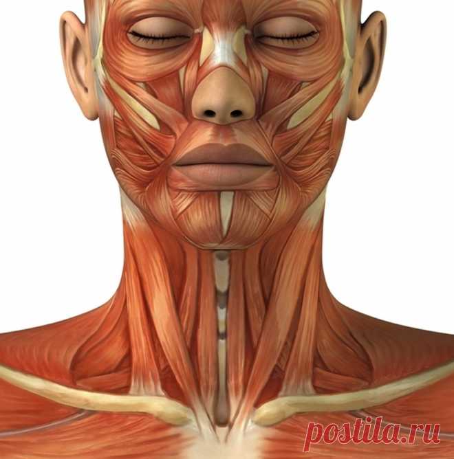 (+3) Три эффективных упражнения для расслабления шеи и омоложение лица