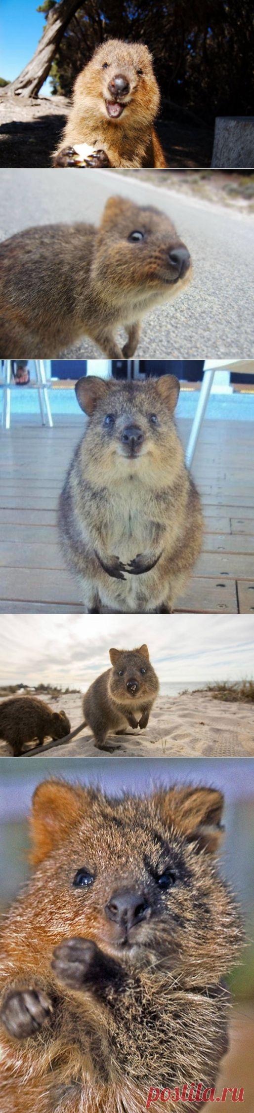 Правила жизни квокки