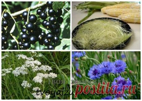 Лечение воспаления почек народными методами. | Советы Народной Мудрости