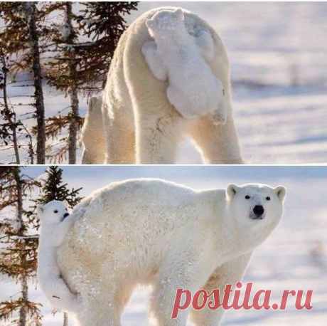 хх
