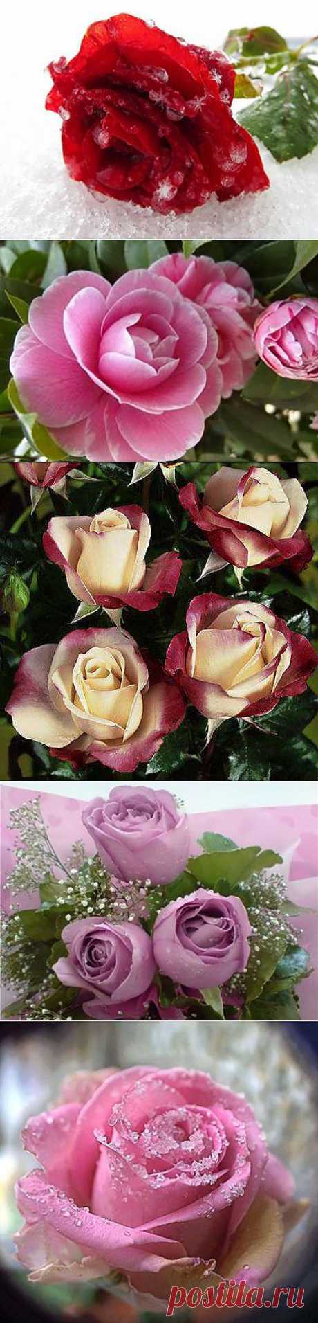 (1) MI JARDÍN DE ROSAS