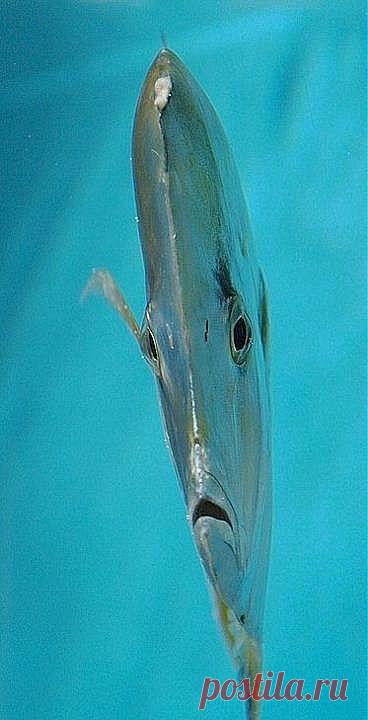 КРАСНЫЕ ВОЛНЫ