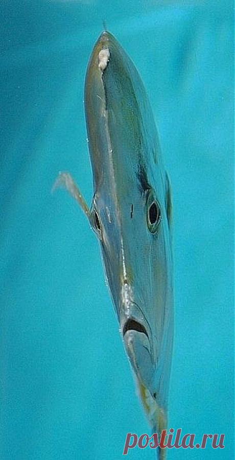 КРАСНЫЕ ВОЛНЫ