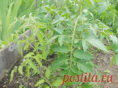 Томат заболел...по-моему... | Агрономия Сельское хозяйство Приусадебное хозяйство | Группы Мой Мир