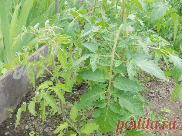 Томат заболел...по-моему... | Агрономия Сельское хозяйство Приусадебное хозяйство | Группы Мой Мир