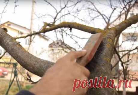 Уход за деревьями в саду: болезни, лечение, защита Как ухаживать за деревьями в саду. Что такое морозобоины, как их лечить, чем обработать дерево от морозобоин. Как лечить дупло, болезни коры деревьев