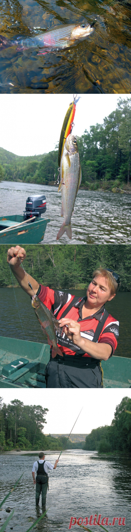 Хариус – мал золотник, да дорог