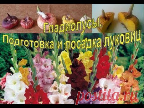 Как правильно посадить гладиолусы.