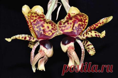 Стангопея - Орхидея-бык Орхидея, пожалуй – один из самых популярных цветов. Сегодня мы поговорим об Орхидее из Южной Америки: наша гостья – Стангопея, Орхидея-бык.