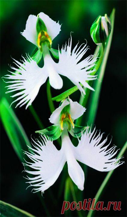 Орхидея Японской легенды. (Habenaria radiata)