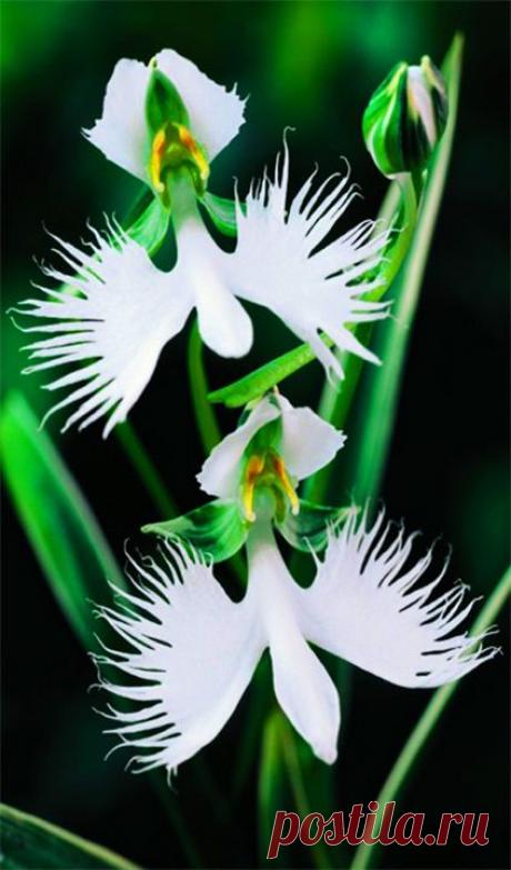 Орхидея Японской легенды. (Habenaria radiata)