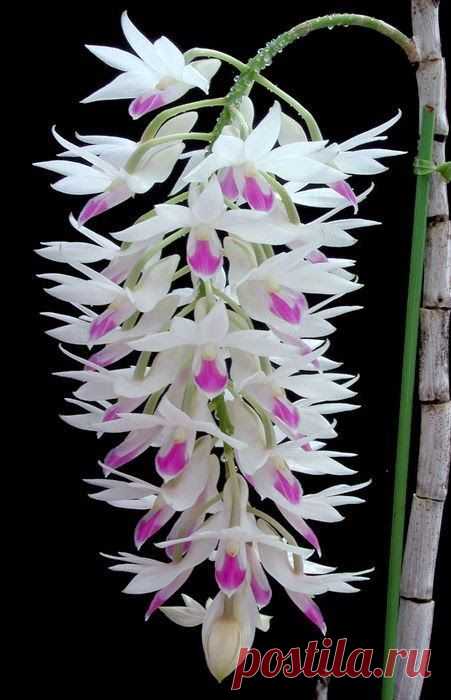 Dendrobium