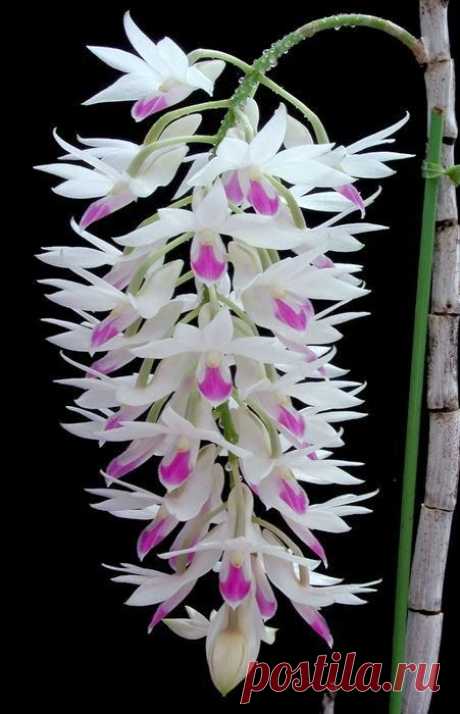 Dendrobium