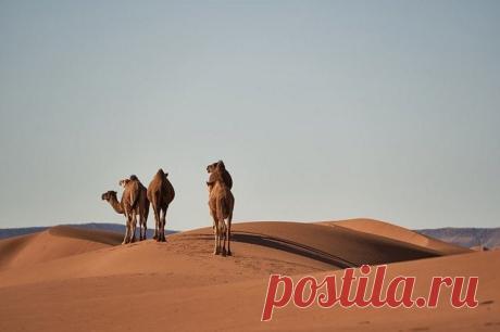 Что находится под пустыней Сахара? Под обширными пространствами песчаных дюн Сахары, под многометровым слоем песков расположены артезианские бассейны с пресными подземными водами.